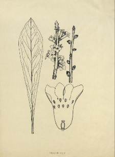 Daphne mezereum L.