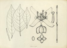 Euonymus europaeus L.