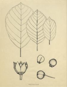 Frangula alnus L.