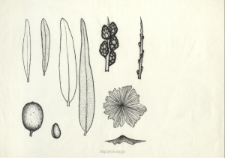 Hippophae rhamnoides L.