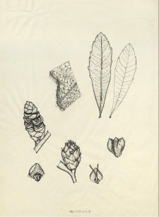 Myrica gale L.