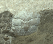 Goniodromites species
