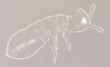 Protaphorura armata