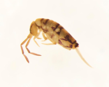 Entomobrya nivalis