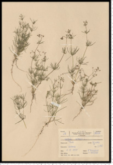 Spergula arvensis L.