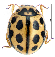 Tytthaspis sedecimpunctata (Linnaeus, 1761)