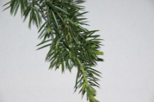 Juniperus conferta Parl.