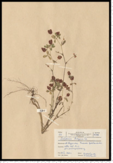 Trifolium aureum Pollich