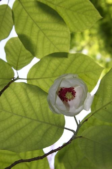 Magnolia sieboldii K.Koch
