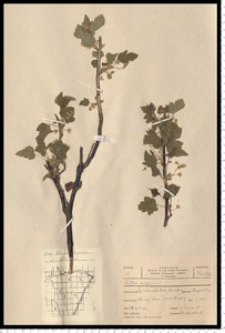 Ribes nigrum L.