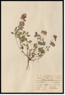 Trifolium pratense L.