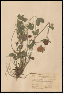 Trifolium pratense L.
