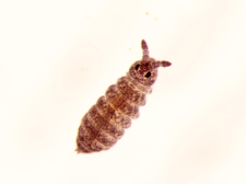 Ceratophysella sp.