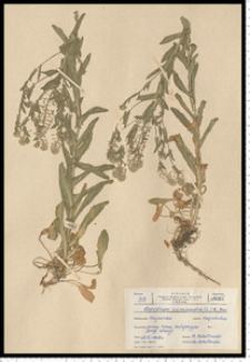 Lepidium campestre (L.) R. Br.