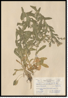 Lepidium campestre (L.) R. Br.