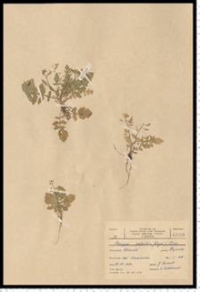 Rorippa palustris (L.) Besser