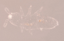 Oligaphorura absoloni