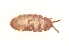 Tetradontophora bielanensis