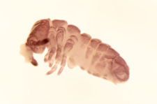 Tetradontophora bielanensis