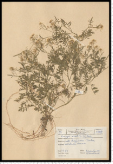 Rorippa sylvestris (L.) Besser
