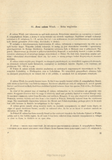 81. Rosa zalana Wiesb. - R&oacute;ża węgierska