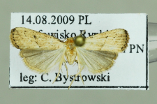Hypenodes humidalis Doubleday, 1850