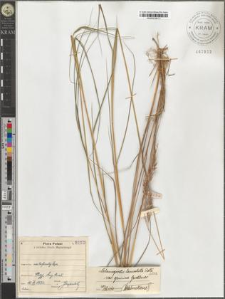 Calamagrostis lanceolata Roth. var. genuina Gerstlauer