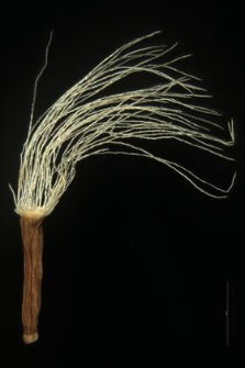 Homogyne alpina (L.) Cass.