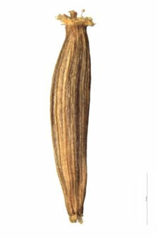 Senecio sarracenicus