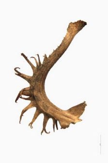 Calendula arvensis L.