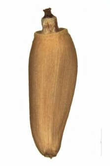 Cirsium erisithales (Jacq.) Scop.