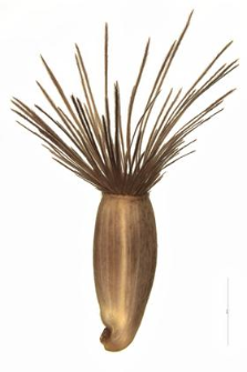 Centaurea scabiosa L.