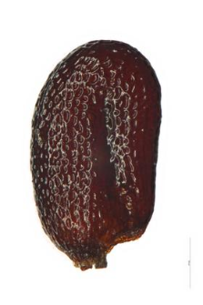 Echinodorus ranunculoides (L.) Engelm.
