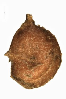 Potamogeton acutifolius Link.
