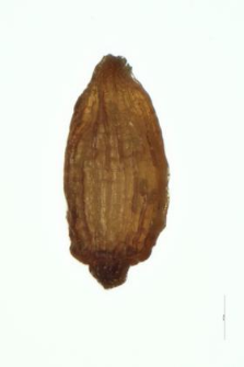 Juncus articulatus L.