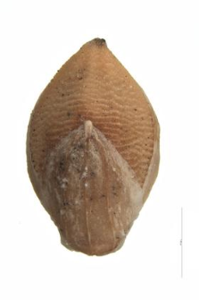 Setaria glauca (L.) P.B.