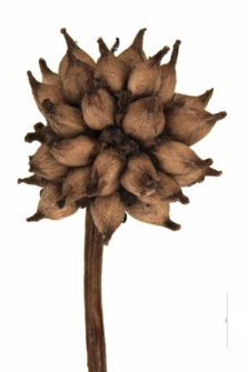 Sparganium minimum Fr.