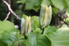 Magnolia acuminata (L.) L.