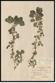 Amaranthus lividus L.