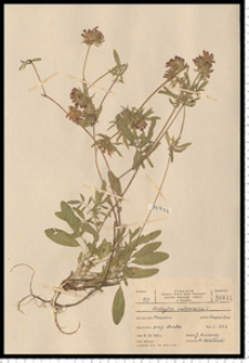 Anthyllis vulneraria L.