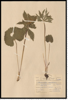 Ranunculus cassubicus L.