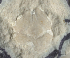 Tanidromites alexandrae