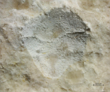 Goniodromites species