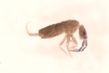 Entomobrya myrmecophila