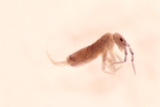Entomobrya myrmecophila