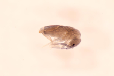 Entomobrya myrmecophila