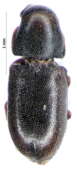 Orthocis pseudolinearis (Lohse, 1965)