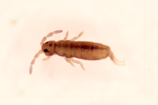Isotomurus ciliatus