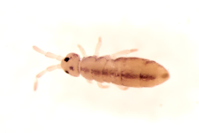 Isotomurus ciliatus