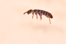 Pachyotoma crassicauda